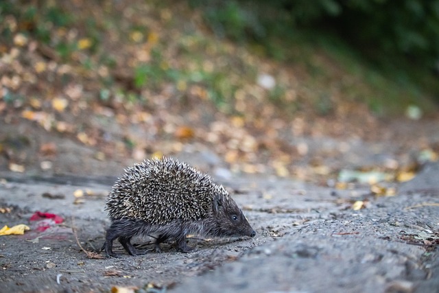 在德国羽球 在德国羽球