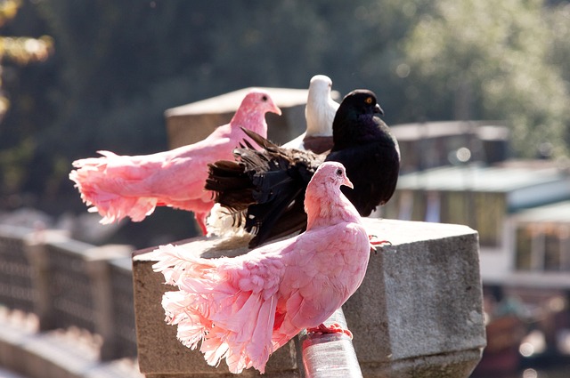 而韦斯塔潘 而韦斯塔潘